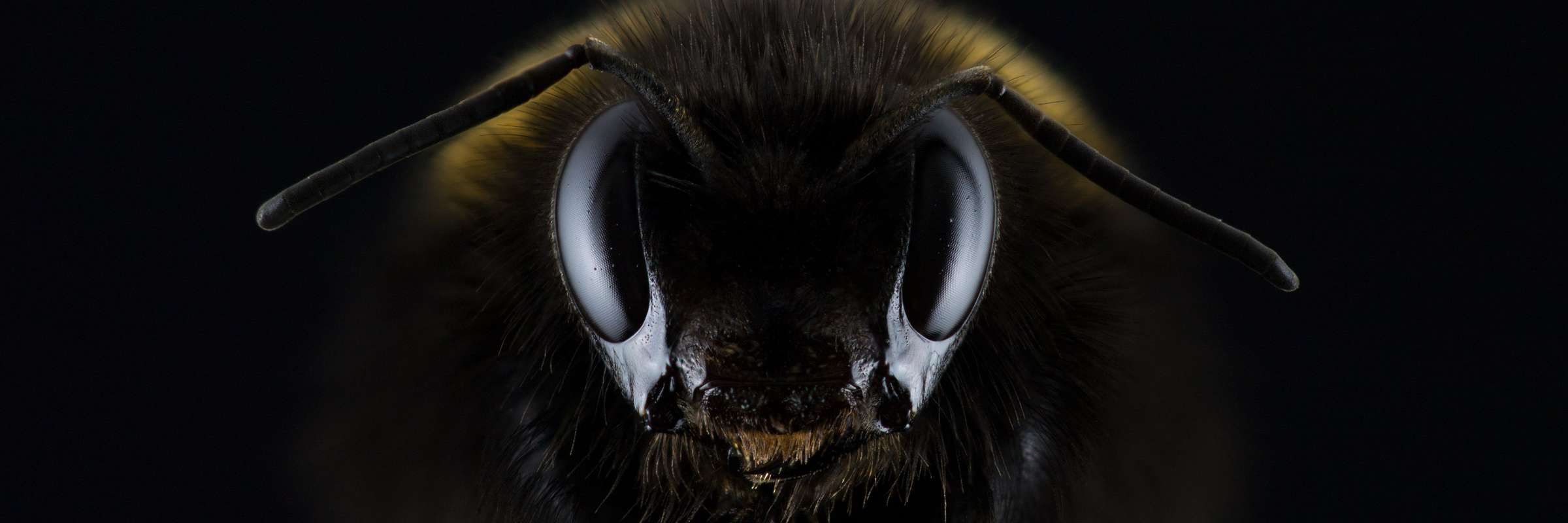 Detailansicht einer Biene